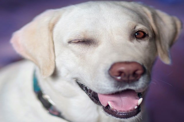 A picture of a dog winking.